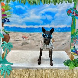 American Hairless Terrier All Grown Up from Strider’s American Hairless Terriers