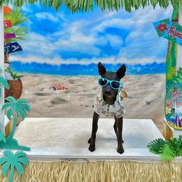 American Hairless Terrier All Grown Up from Strider’s American Hairless Terriers