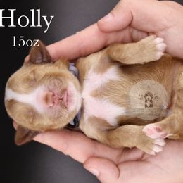 Holly - Red  female Goldendoodle puppy in Comanche, Texas from Central Texas Doodles, LLC.