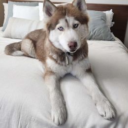 Millie - Siberian Husky