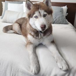 Millie - Siberian Husky