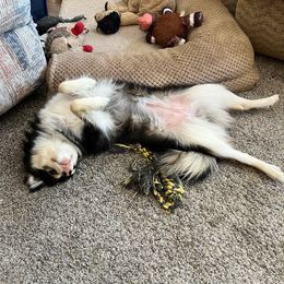 Pomsky All Grown Up from Kenna'z Kuddly Pomskiez