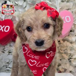 Purple - Apricot female Goldendoodle puppy in Rockledge, Florida from Stormie's Doodles