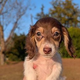 Violet - Piebald female Dachshund puppy in Unadilla, Georgia from Hamsley's Puppy Palace
