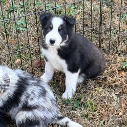 Valen - Tri-color male Border Collie puppy in Cedartown, Georgia from Ferguson Border Collies