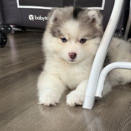 Luna - Merle female Pomsky puppy in West Sacramento, California from Pinkie's ChildCare