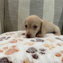 Buddy - Dapple male Dachshund puppy in Temple, Texas from Brit’s Doxie Crossing