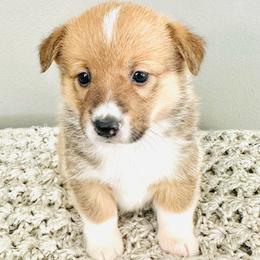 Eowyn - Red female Pembroke Welsh Corgi puppy in Aumsville, Oregon from West Coast Corgi
