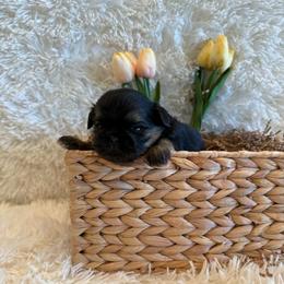 Oakley - Black and tan male Shih Tzu puppy in Success, Missouri from Sweet Success