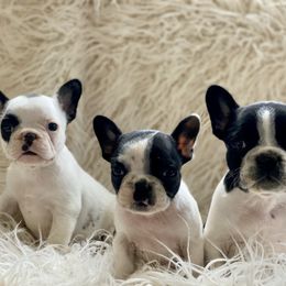 American Bully and French Bulldog Puppies from Boujie Bullies & Frenchie’s