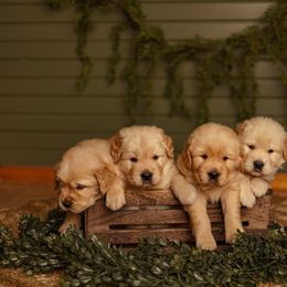 Golden Retriever Puppies from SmallTown Golden Retrievers