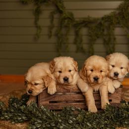 Golden Retriever Puppies from SmallTown Golden Retrievers