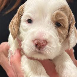 Boy 4 - Cream male Australian Labradoodle puppy in Bend, Oregon from High Desert Labradoodles