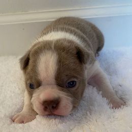 Finn AKC - Seal and white male Boston Terrier puppy in Imperial, Missouri from Boston Kup Breeders