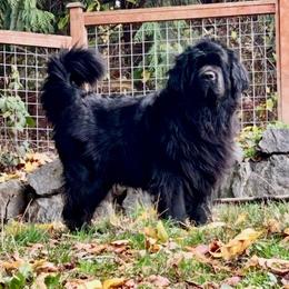 Newfoundland puppies from Black Lions Newfoundlands