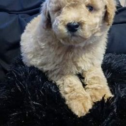Aussiedoodle, Poodle, and Yorkipoo Puppies from Romano Juarez Puppies