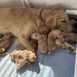 Pick 10 - Golden male Golden Retriever puppy in Golden, Colorado from Legacy Retriever Project