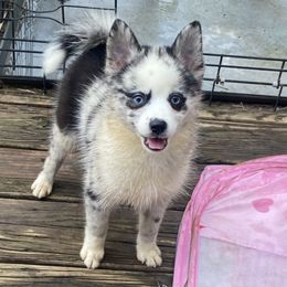 Sterling - Merle Pomsky puppy in Heber Springs, Arkansas from Red River Pomskies