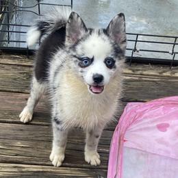 Sterling - Merle Pomsky puppy in Heber Springs, Arkansas from Red River Pomskies