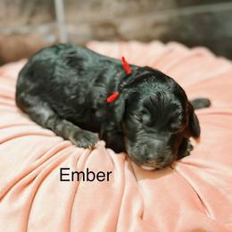 Ember - Phantom female Goldendoodle puppy in Pasco, Washington from Camp Doodle Woods