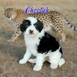 Cheetah - Black and white male Bernedoodle puppy in Banner Elk, North Carolina from Walnut Tree Bernedoodles