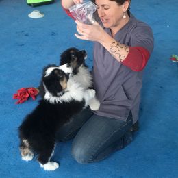 Australian Shepherd Puppies from Highline