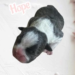 Hope - Blue female Boston Terrier puppy in Brazos Point, Texas from TX Southern Belle Bostons