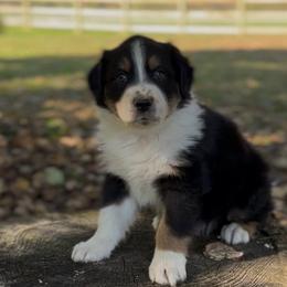 Ike - Black tri-color male Australian Shepherd puppy in Morrow, Ohio from OakHaven Acres Aussies