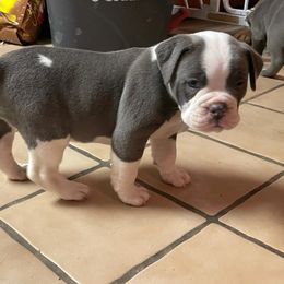 Olde English Bulldogge Puppies from Gods Of Olympus Bulldogges