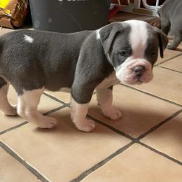 Olde English Bulldogge Puppies from Gods Of Olympus Bulldogges
