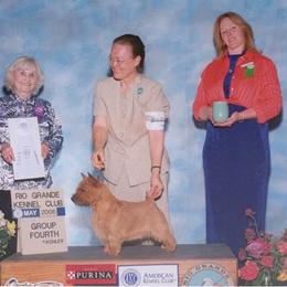 Norfolk Terrier and Norwich Terrier All Grown Up from Infinity Kennels