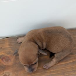 Lilly - Red female Dachshund puppy in Barnard, Missouri from KB Doxies