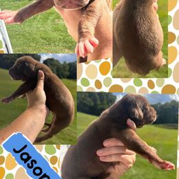 Jason - Chocolate male Great Dane puppy in Wellsville, New York from Prophecy Danes