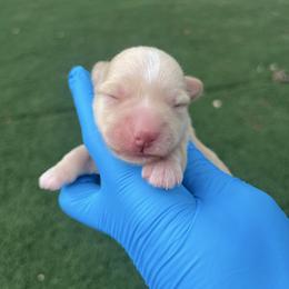 Peach - Wheaten female Miniature Schnauzer puppy in Hemet, California from Journee Home Mini Schnauzers