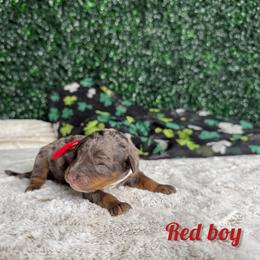 Red boy - Blue merle male Bernedoodle puppy in Modesto, California from Two Doods Doodles