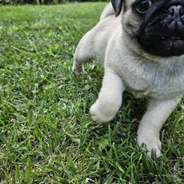 Pug Puppies from Vaubel Country Pugs