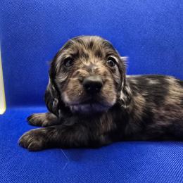 Non pointed black and tan dapple - Dapple male Dachshund puppy in Lyle, Washington from Wines Wienery