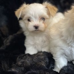 Astraia - White and tan female Morkie puppy in Bennettsville, South Carolina from Cottonwood Maltese