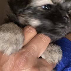 Cavalier King Charles Spaniel and Tibetan Spaniel Puppies from Kabaret Cavaliers & Tibetan Spaniels