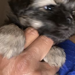 Cavalier King Charles Spaniel and Tibetan Spaniel Puppies from Kabaret Cavaliers & Tibetan Spaniels