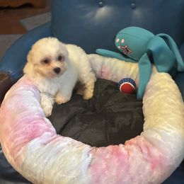 Greenie - White male Bichon Frise puppy in Danville, Illinois from Whitecreek