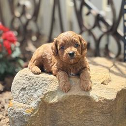 Queenie - Red  female Goldendoodle puppy in Wharton, Texas from Little Fur Friends