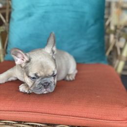 French Bulldog Puppies from Zoey's Dynasty French Bulldogs