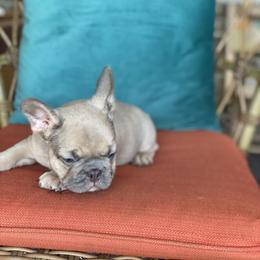 French Bulldog Puppies from Zoey's Dynasty French Bulldogs