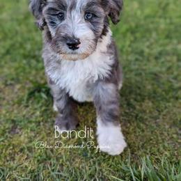 Aussiedoodle Puppies from Blue Diamond Puppies