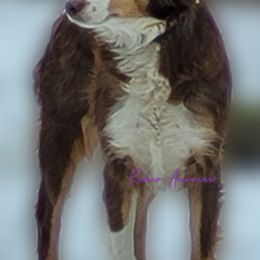 Miniature American Shepherds, Miniature Australian Shepherds, and Toy Australian Shepherds from Rodeo Aussies