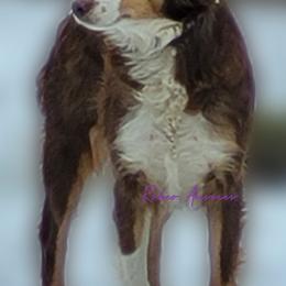 Miniature American Shepherds, Miniature Australian Shepherds, and Toy Australian Shepherds from Rodeo Aussies