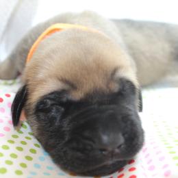 Mastiff Puppies from Titan Mastiffs