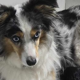 Sally - Toy Australian Shepherd
