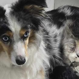Sally - Toy Australian Shepherd